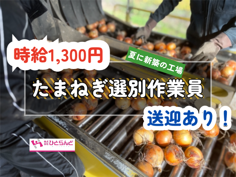 ◎［富良野市]✨時給1300円✨未経験の方も歓迎⭕️旭川市内の方も送迎あります！新築工場のたまねぎ選別作業員！［ID0501597-max] イメージ